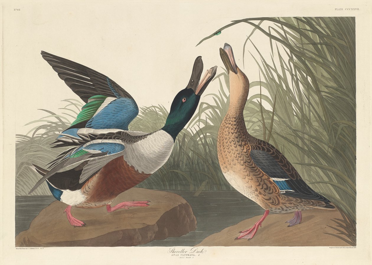 Pato de Shoveller, 1836 de John James Audubon