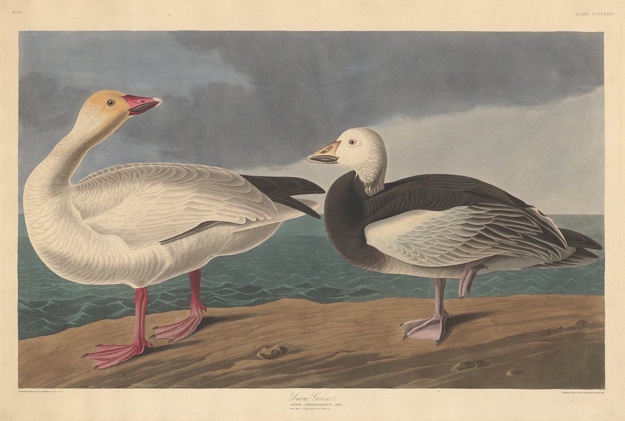 Ganso da neve, 1837 de John James Audubon