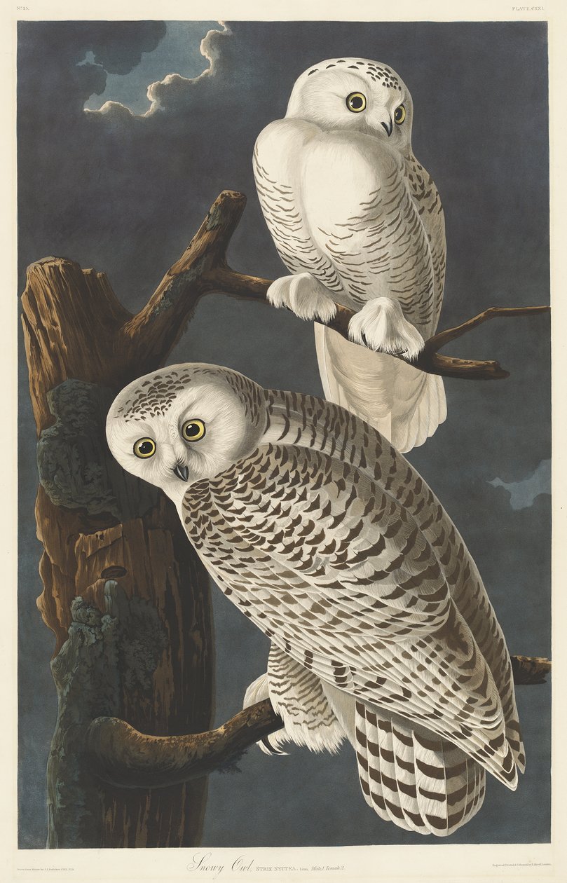 Coruja Nevado, 1831 de John James Audubon