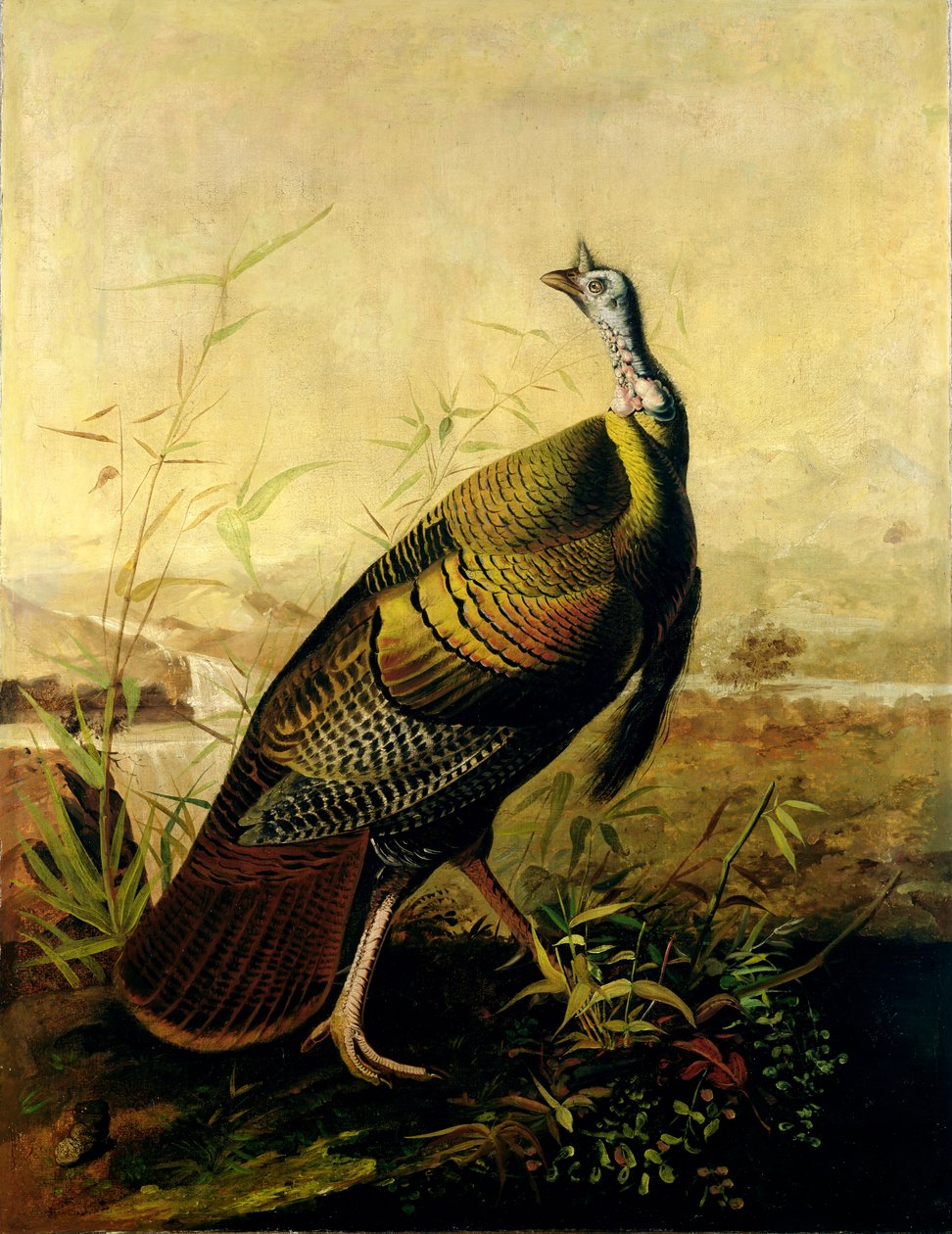 O galo de peru selvagem americano de John James Audubon