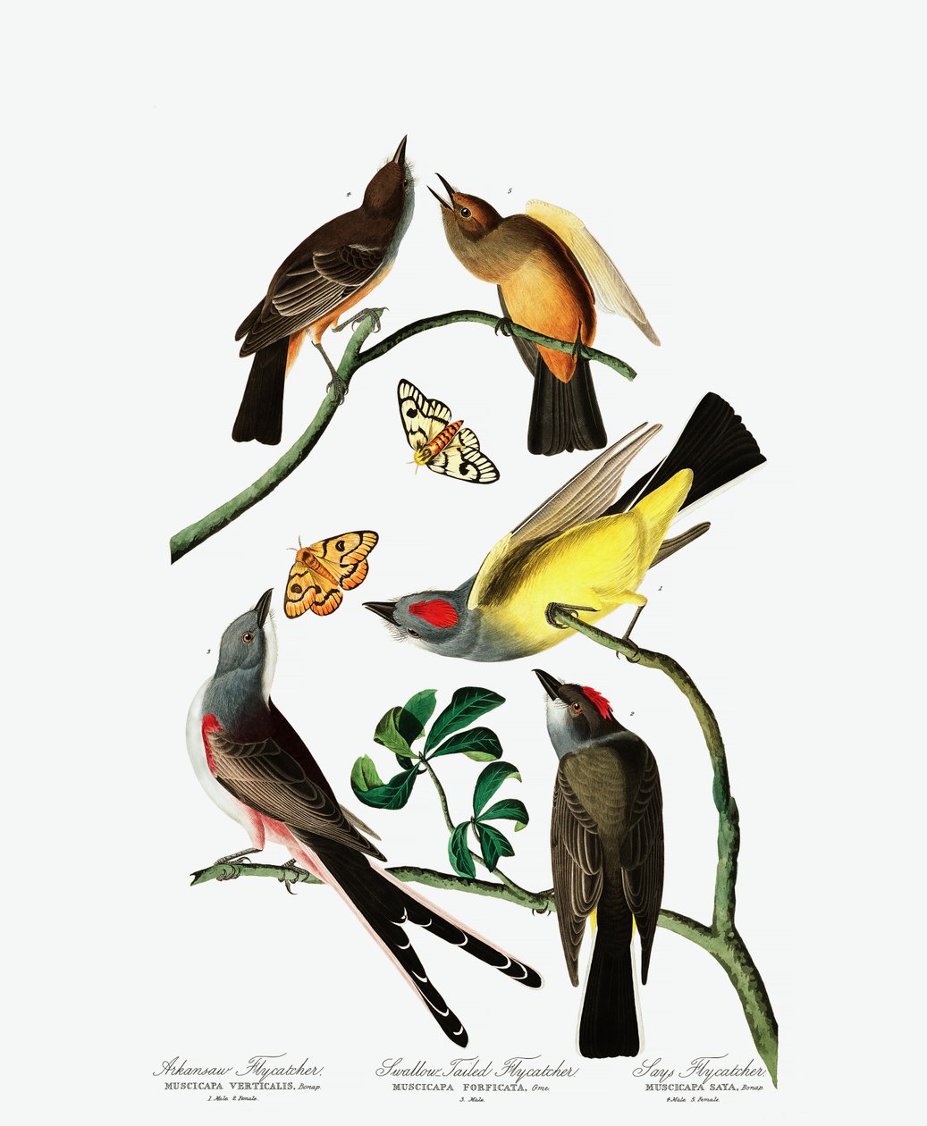 Três variedades de Flycatcher, de The Birds of America por John J. Audubon, pub. 1827-38 (gravura colorida à mão) de John James Audubon