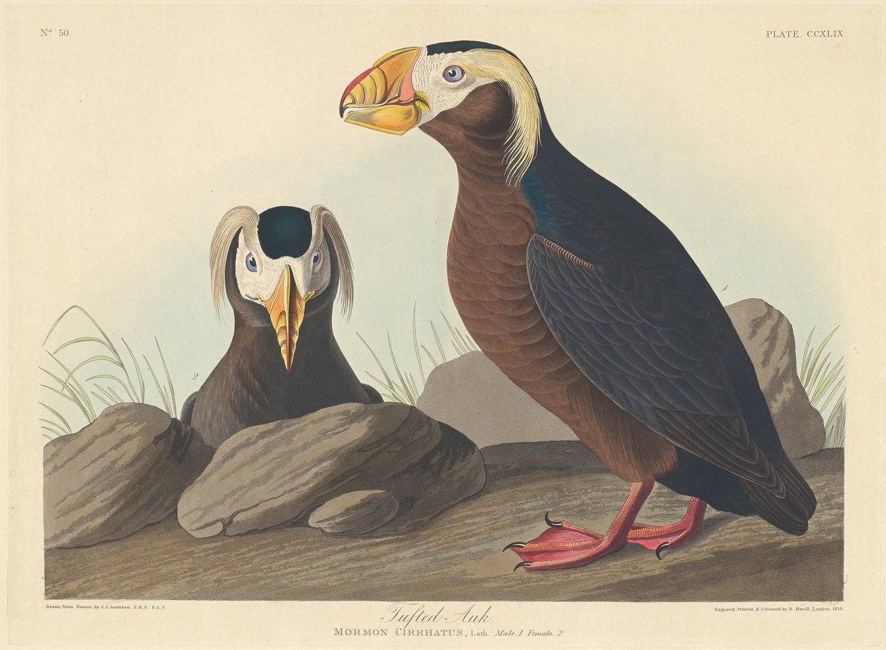 Tufted Auk, 1835 de John James Audubon