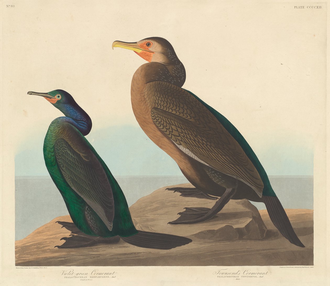 Cormorão Violeta-verde e Cormorão Townsends, 1838 de John James Audubon