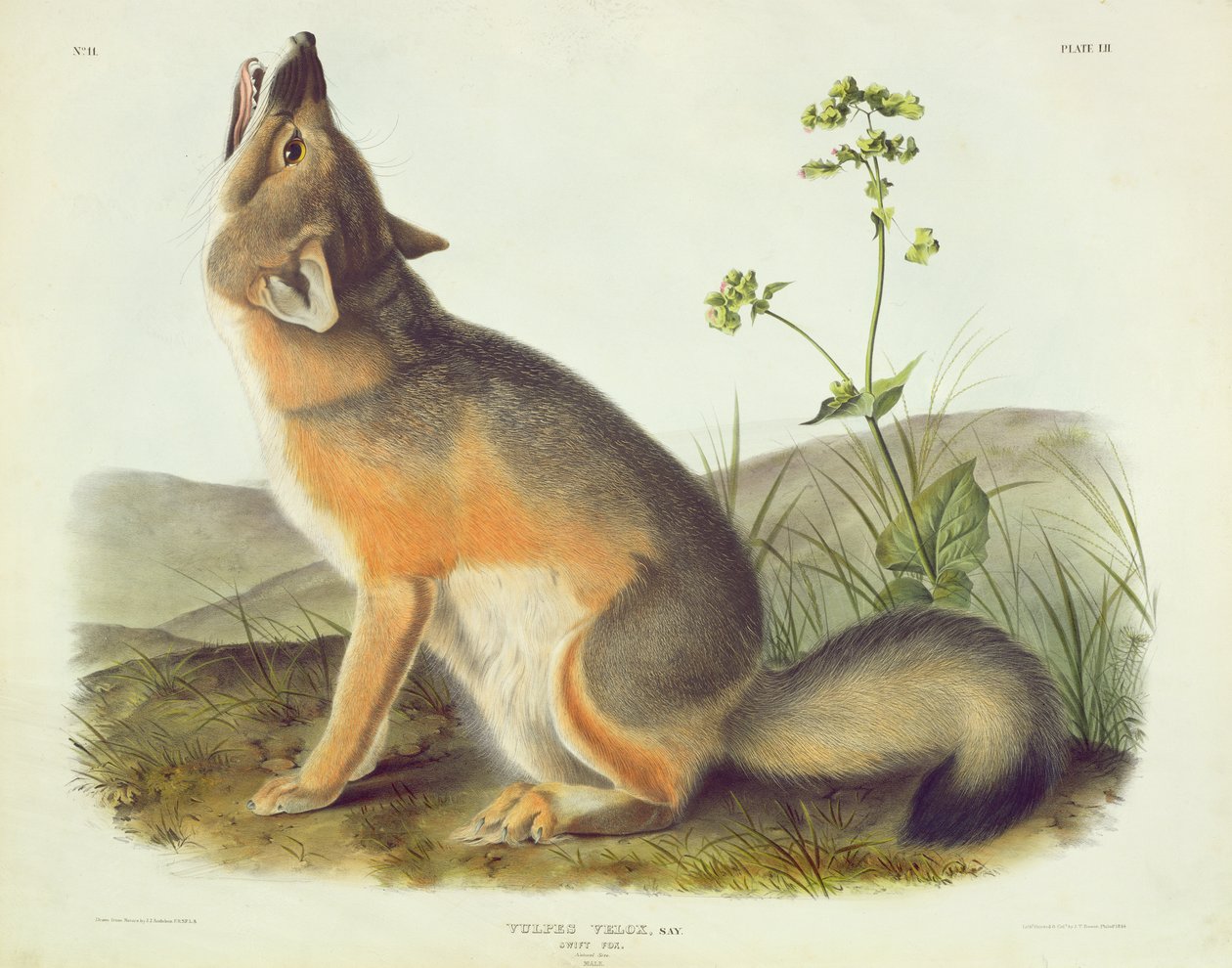 Vulpes Velox (Swift Fox), placa 52 de "Quadrúpedes da América do Norte", gravada por John T. Bowen (1801-c.1856), 1844 de John James Audubon
