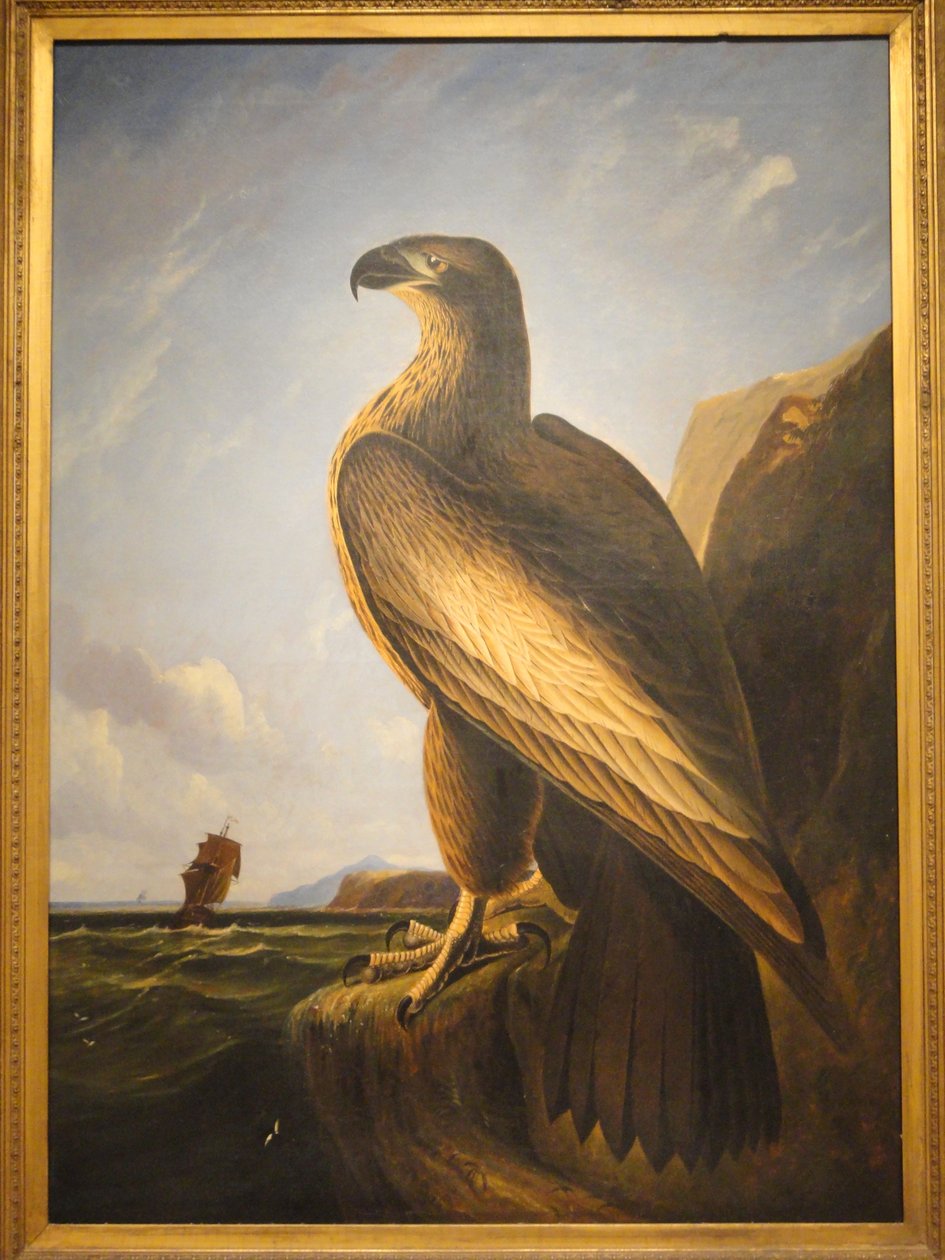 Águia do mar de washington de John James Audubon