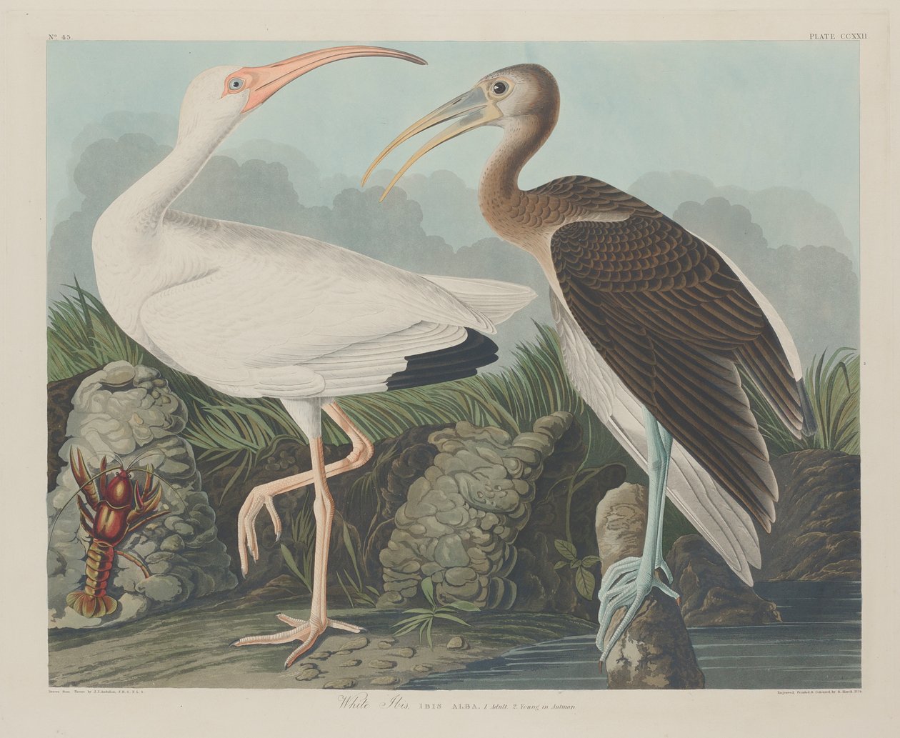 Ibis Branco, 1834 de John James Audubon