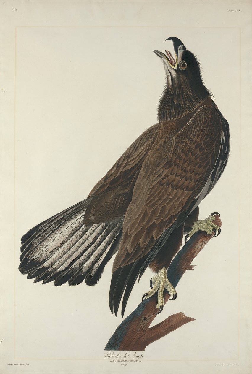 Águia-de-cabeça-branca, 1832 de John James Audubon