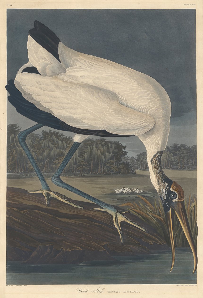 Ibis de madeira, 1834 de John James Audubon