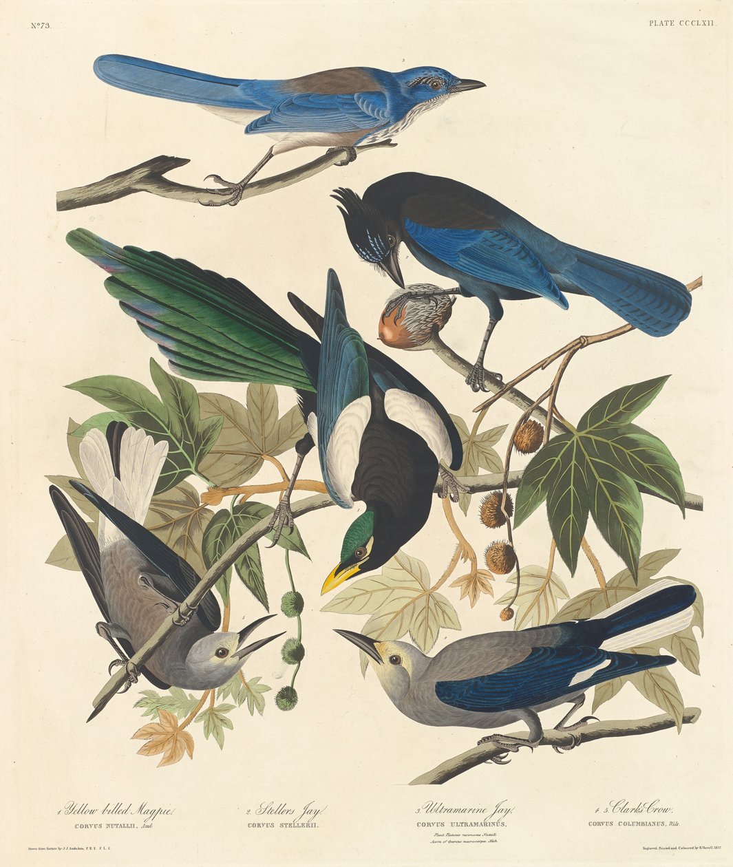 Pega-de-bico-amarelo, Stellers Jay, Ultramarine Jay e Clarks Crow, 1837 de John James Audubon