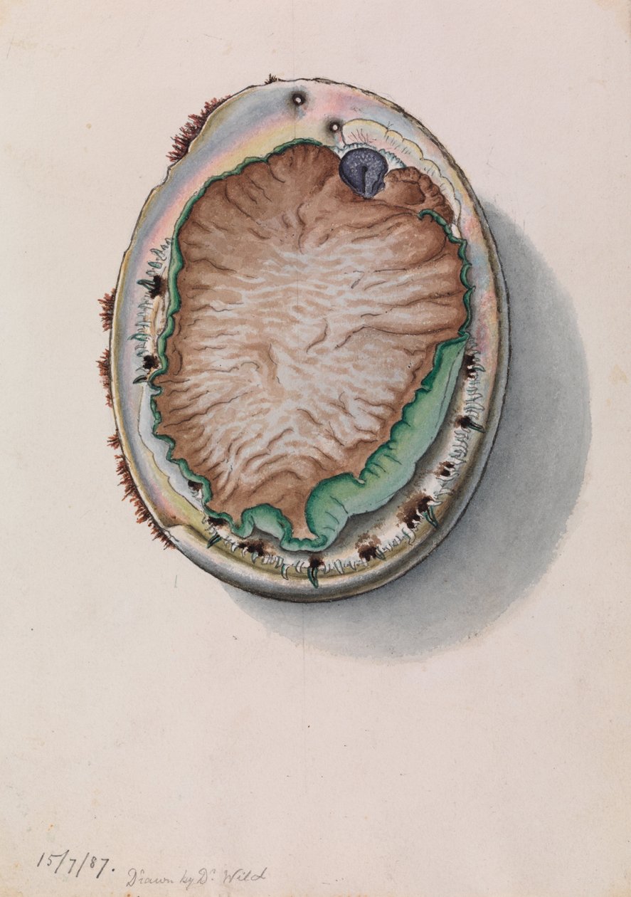 Abalone de lábios verdes, Haliotis laevigata de John James Wild
