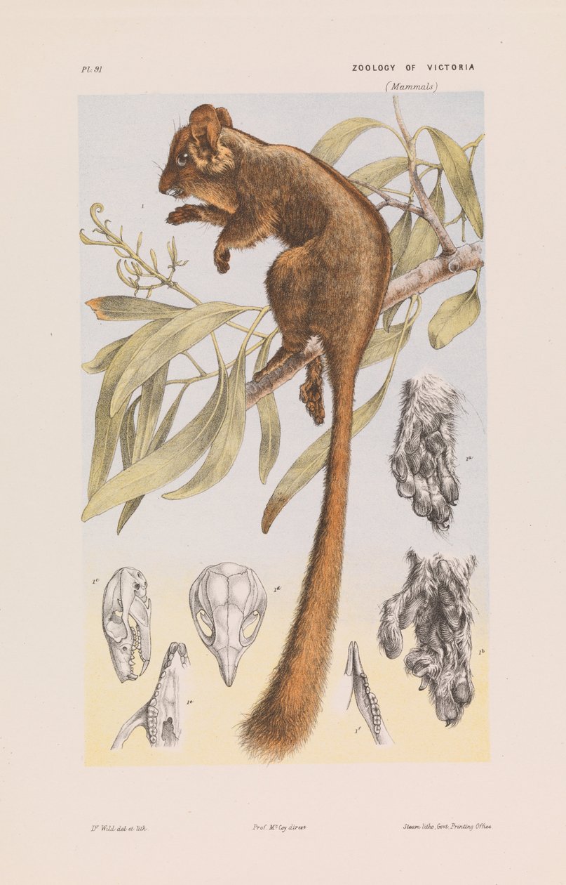 Leadbeaters Possum, Gymnobelideus leadbeateri de John James Wild