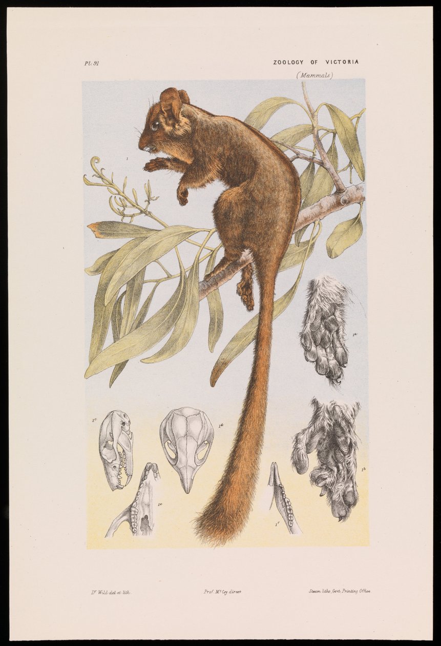Leadbeater&39;s Possum, Gymnobelideus leadbeateri de John James Wild