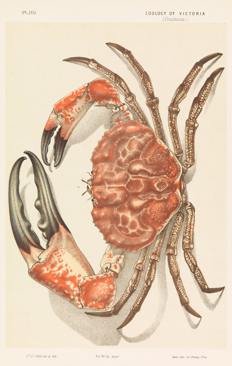 Caranguejo Gigante da Tasmânia, Pseudocarcinus gigas de John James Wild
