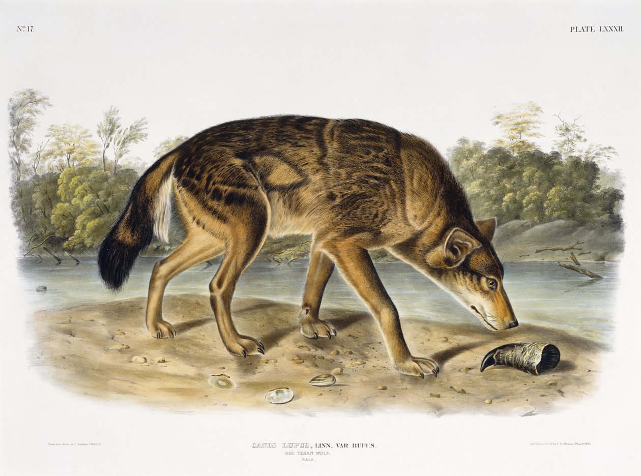 Lobo Texano Vermelho, 1845 (litografia colorida à mão) de John James after Audubon