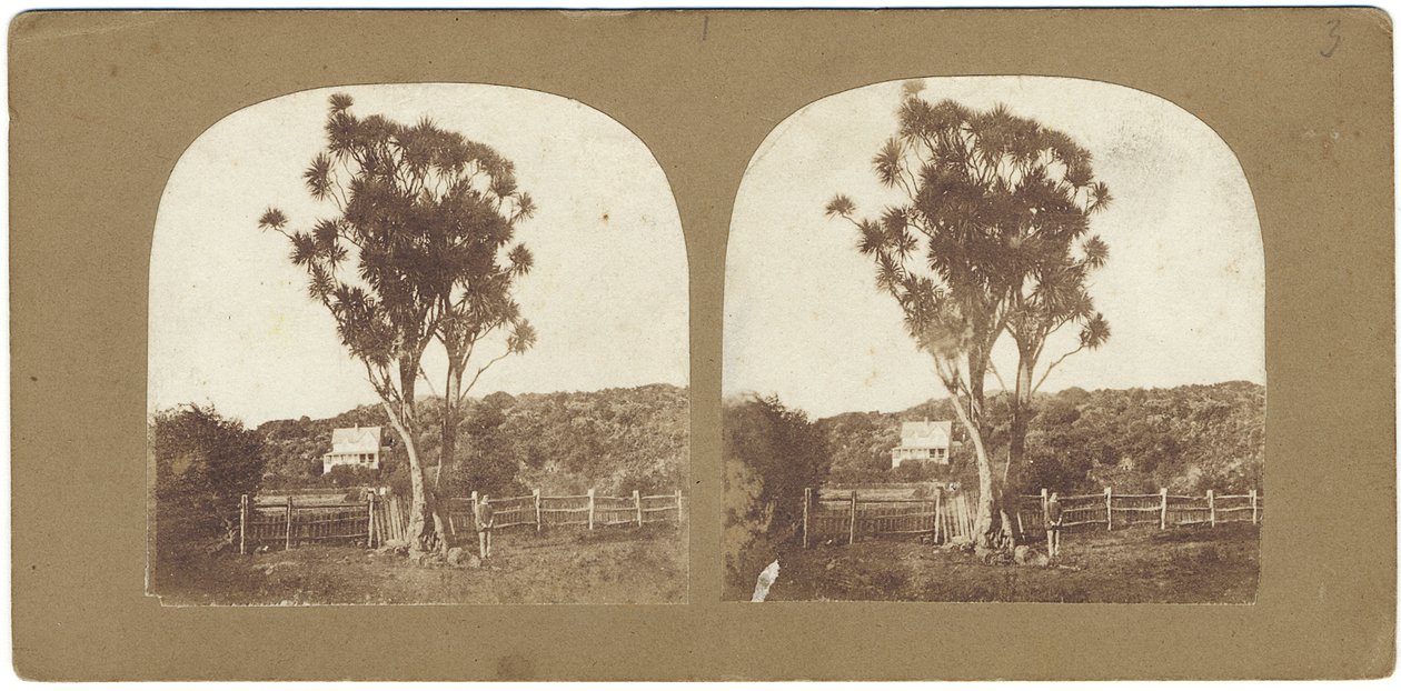 Espécime de Ti nativo ou Manuku Tree chamado uma árvore de repolho, Auckland, Nova Zelândia (albumen print) de John Kinder