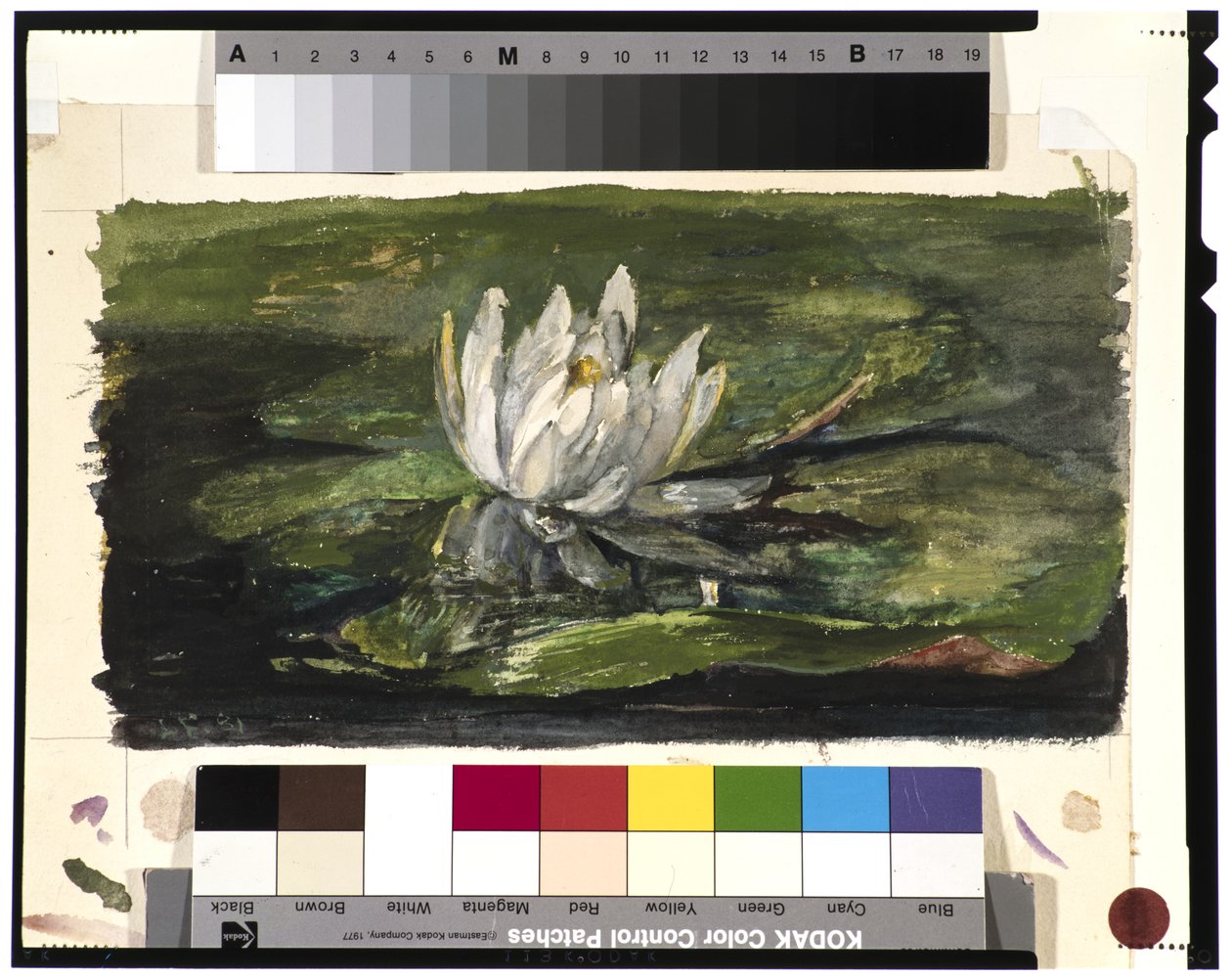 Lírio de água na luz solar, 1881 de John La Farge or Lafarge