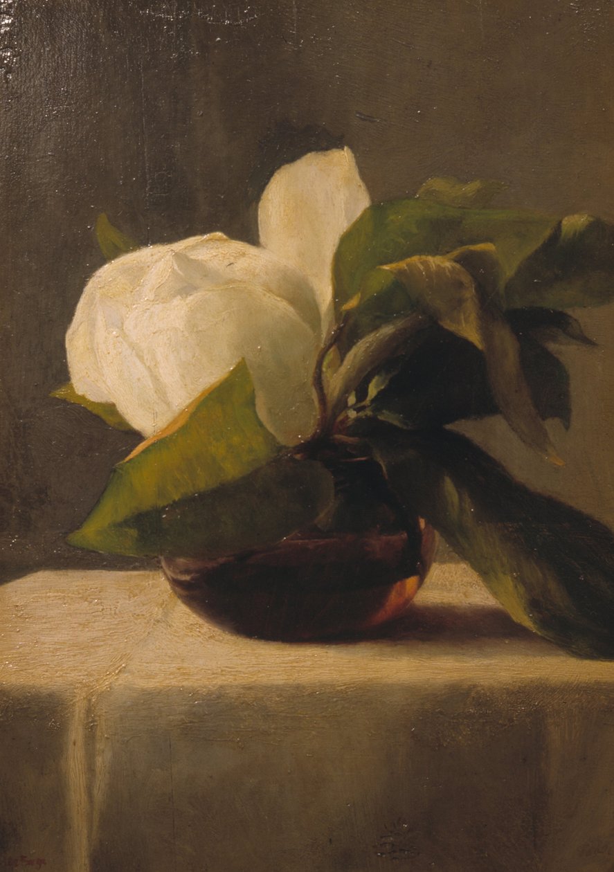 Magnólia de John La Farge or Lafarge