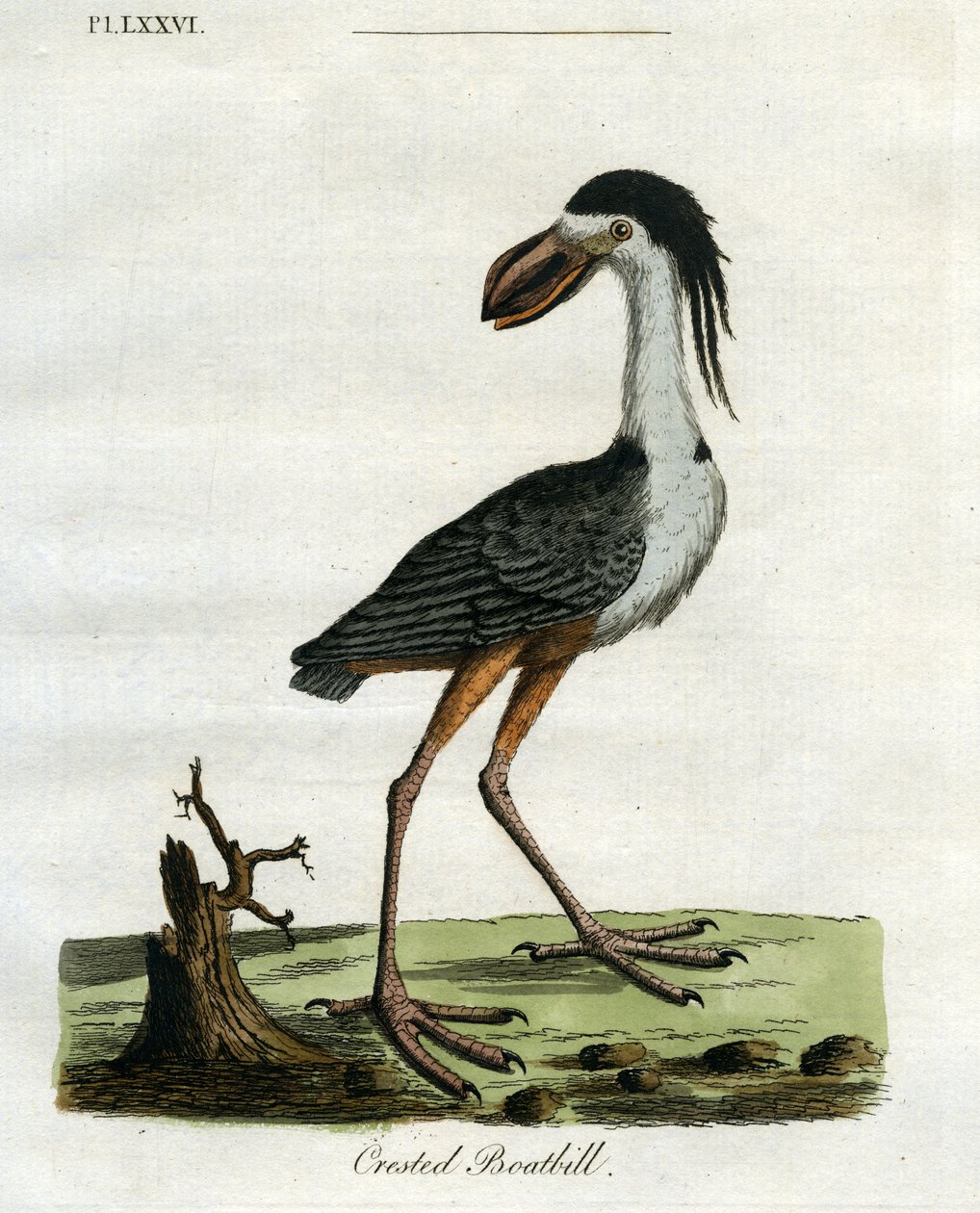 Boatbill Crested, 1781-5 (gravura handcoloured) de John Latham
