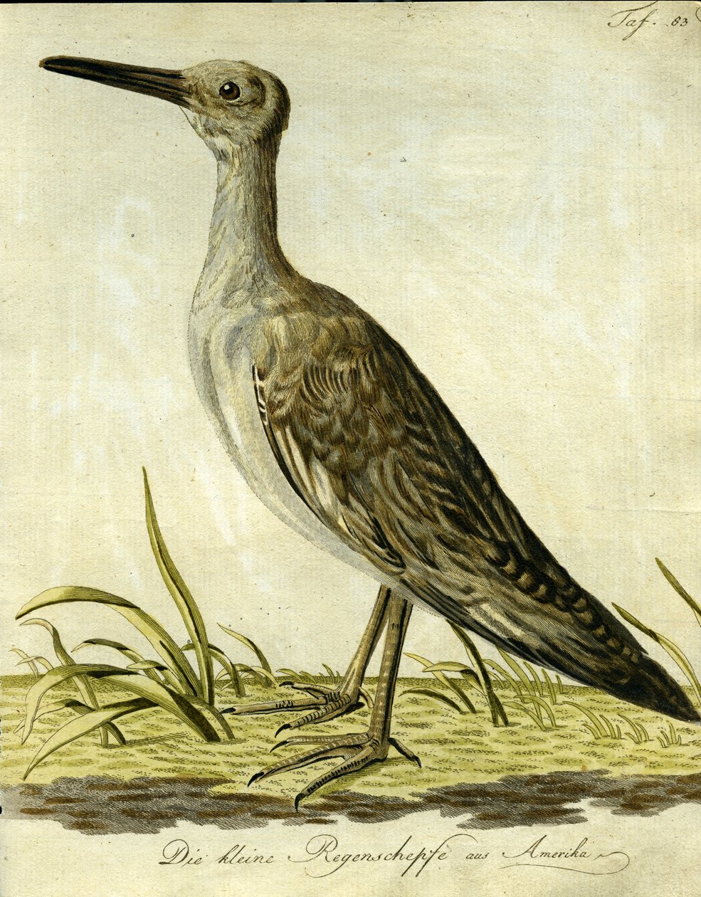 Snipe americano pequeno, 1793 (gravura handcoloured) de John Latham