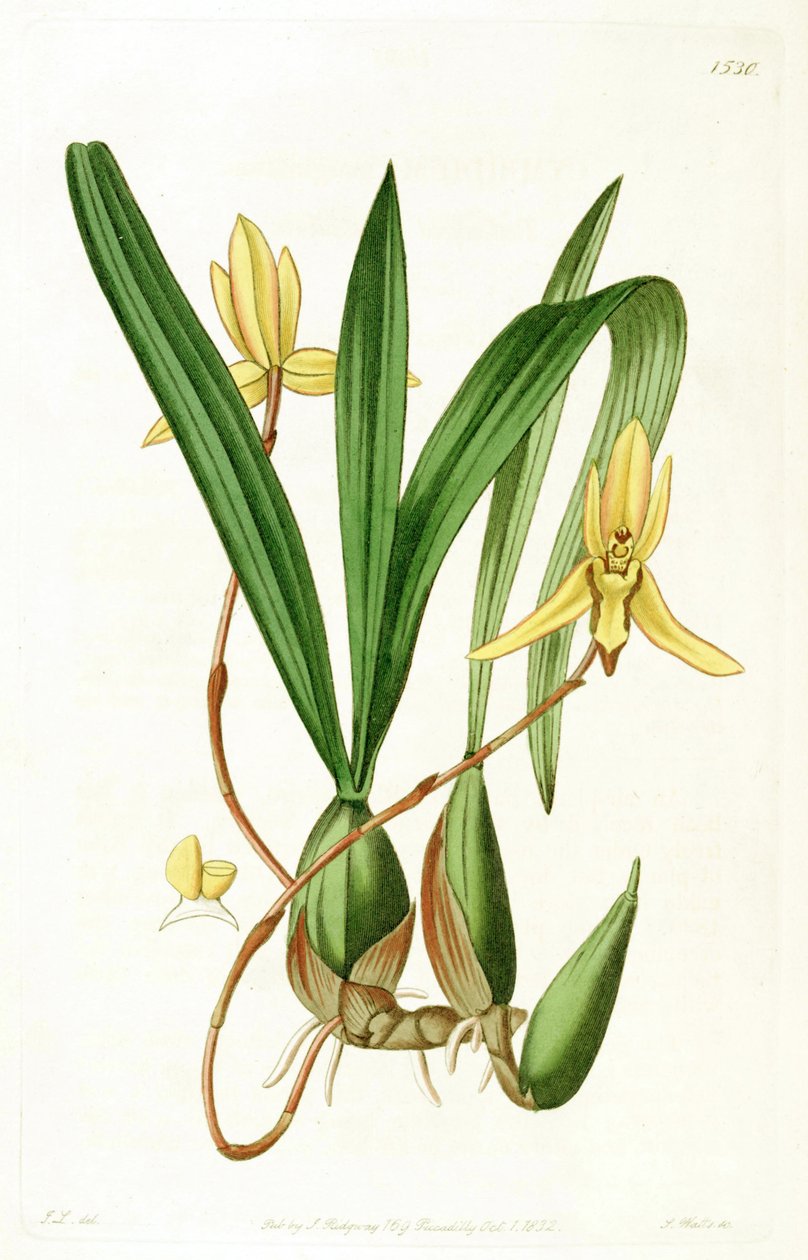 Brasiliorchis margem (syn. Querido Marginatus) de John Lindley