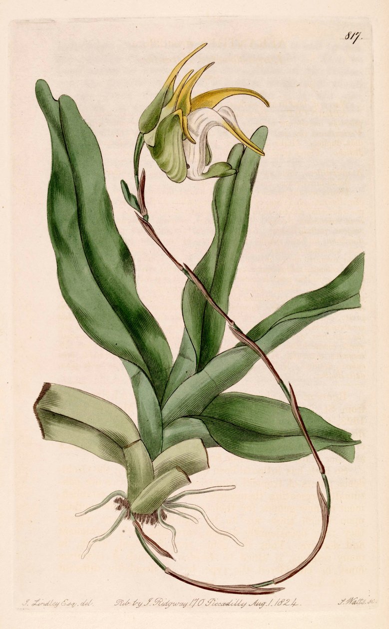 Ilustração, de, Aeranthes, grandiflora de John Lindley