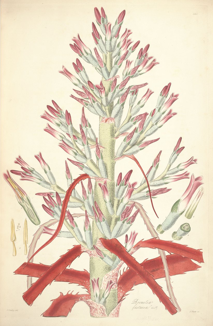 Ilustração de Bromelia pinguin (como syn Bromelia lanceous) de John Lindley