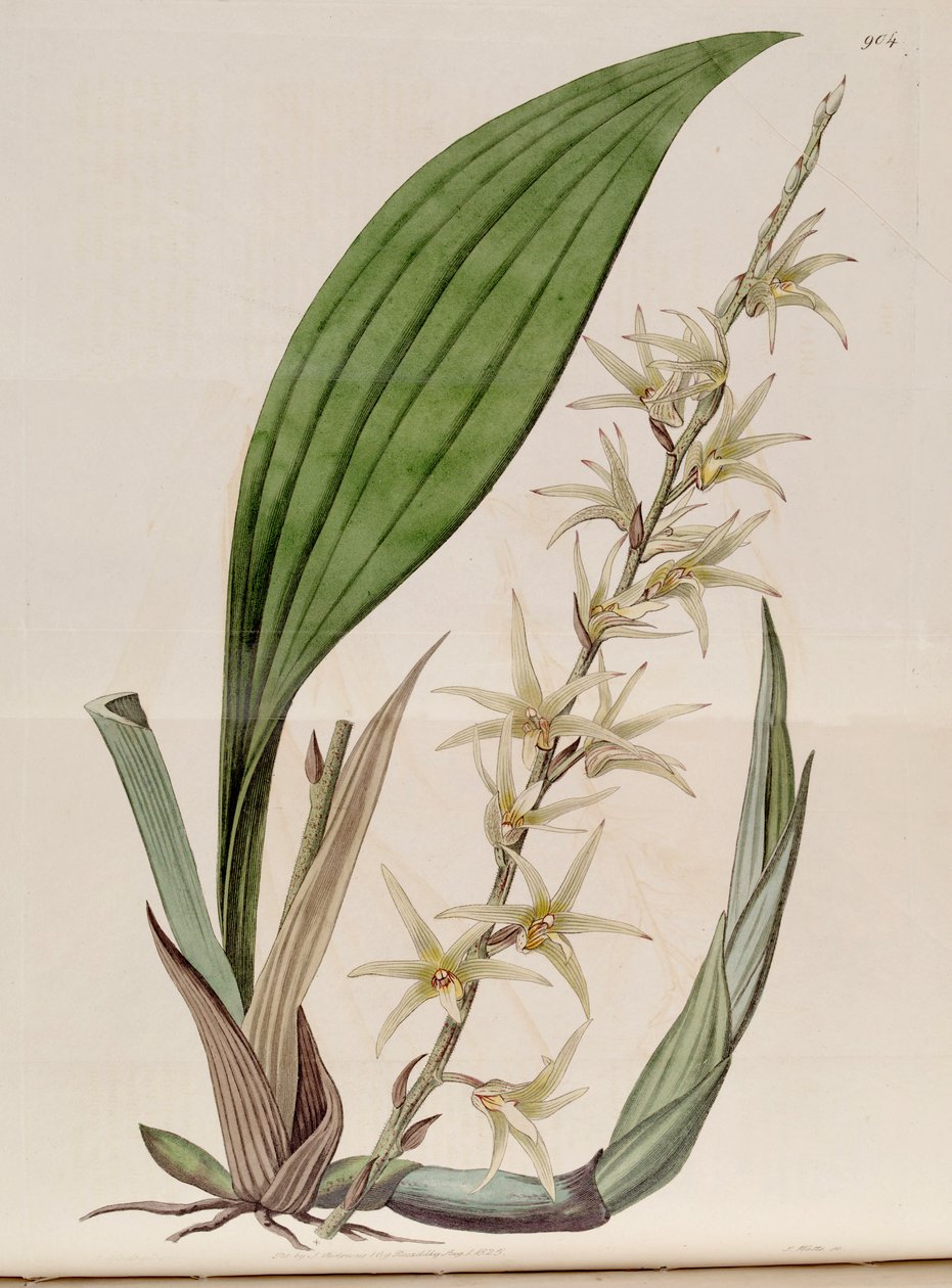 Ilustração de Eria javanica (como syn. Eria stellata) de John Lindley