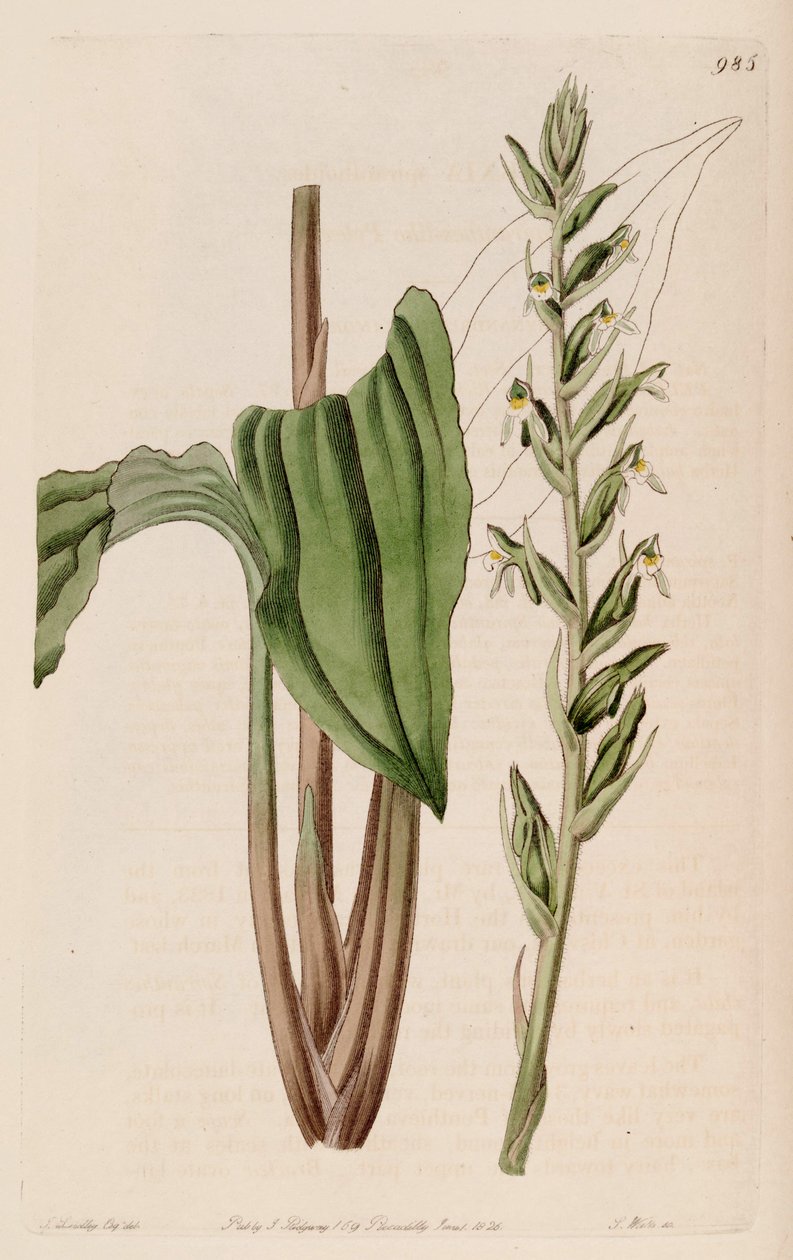 Ilustração da Pelexia adnata (como syn. Pelexia spiranthoides) de John Lindley