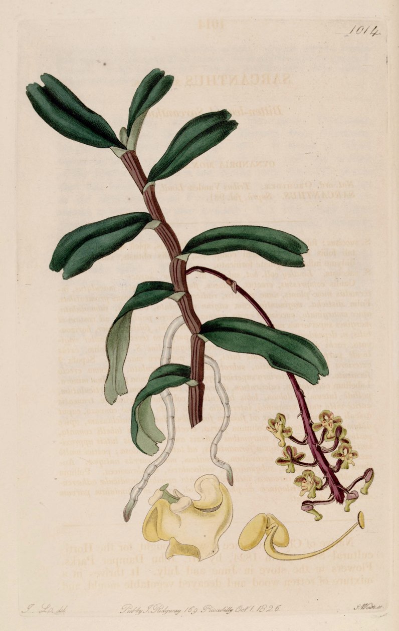 Ilustração robiquetia deste é cortado (syn. Sarcanthus inacessível) de John Lindley