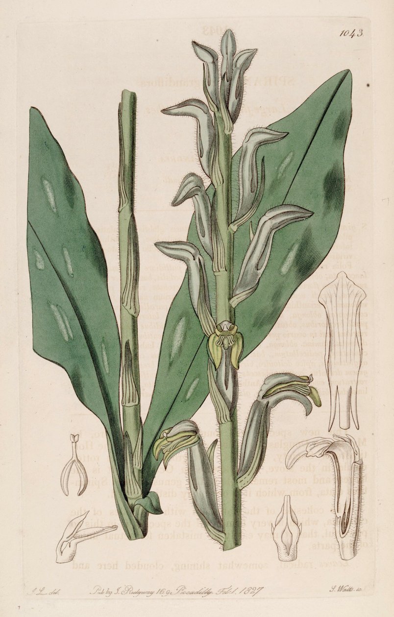 Ilustração de Sarcoglottis grandiflora (como syn. Spiranthes grandiflora) de John Lindley