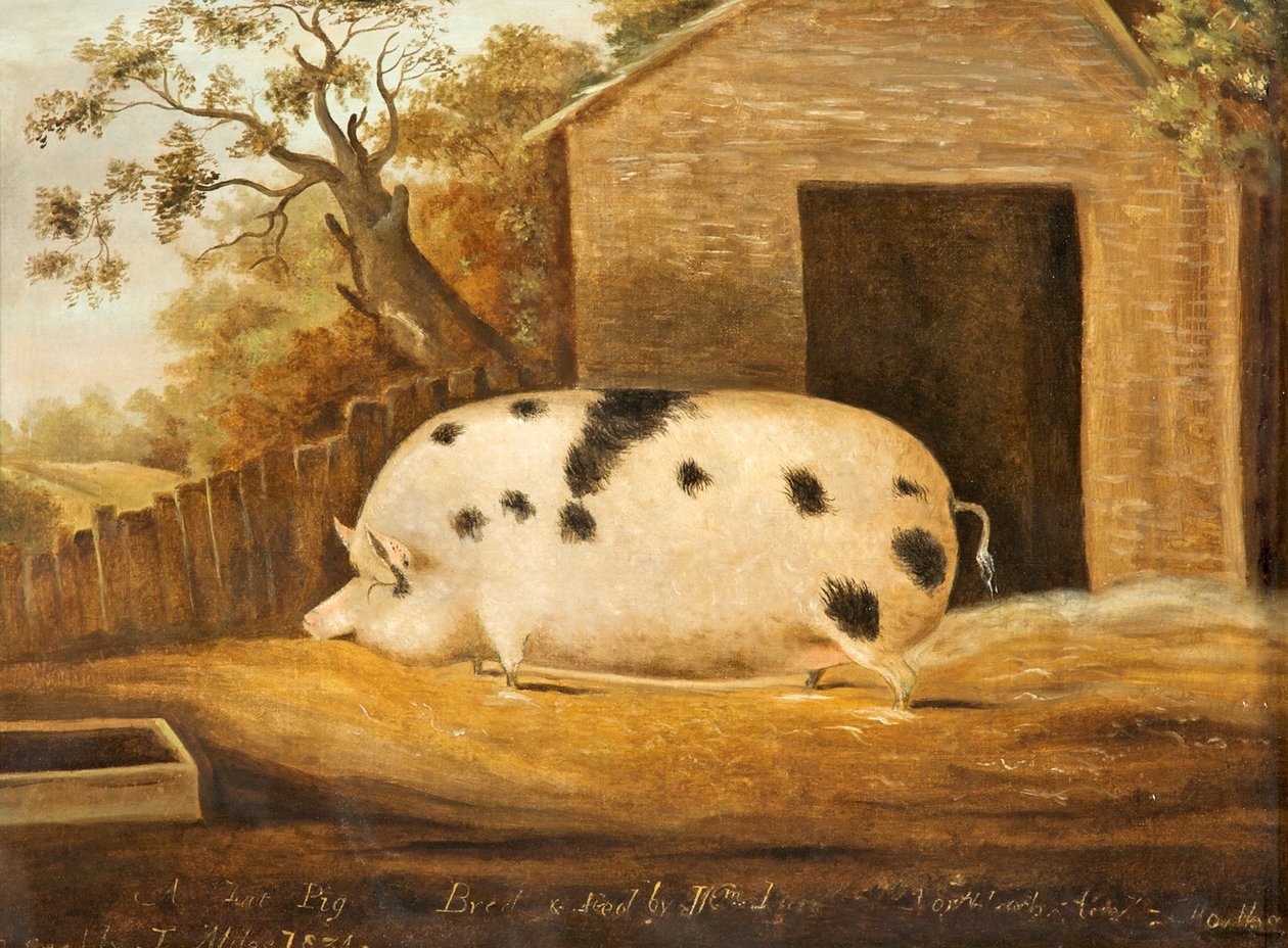 Gloucester Old Spot Pig, 1834 de John Miles of Northleach