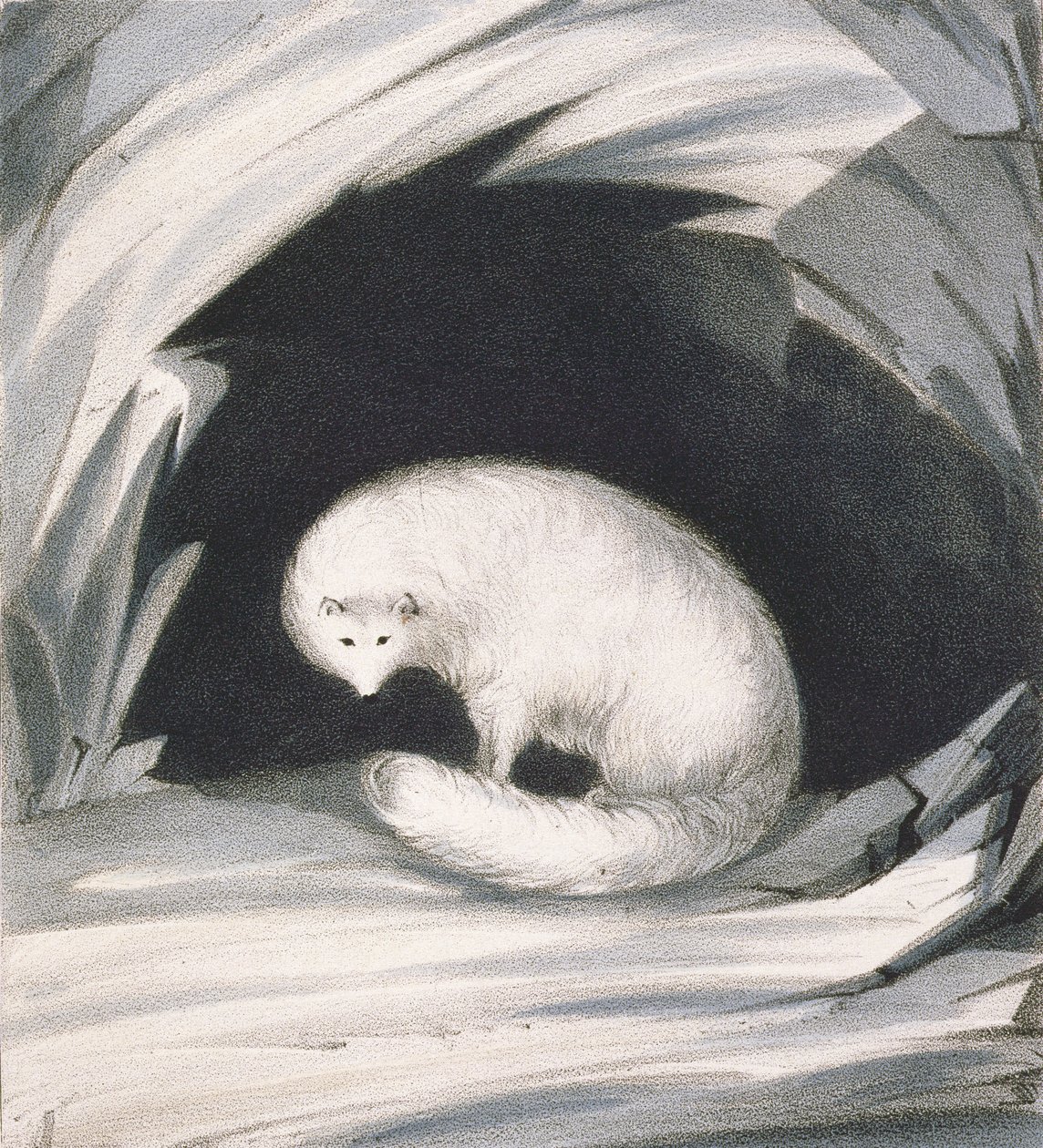 Raposa do Ártico, de &39;Narrativa de uma segunda viagem em busca de uma passagem noroeste (1829-33)&39;, de Sir John Ross (1777-1836), gravada por John Brandard (1812-63) de John Ross