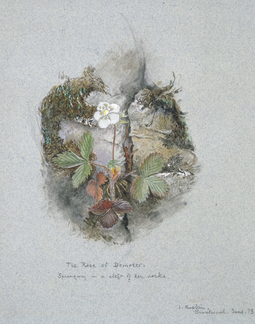 Uma planta de morango silvestre, 5 - 6 de junho de 1873 (aquarela e bodycolour sobre grafite em papel tufado azul) de John Ruskin