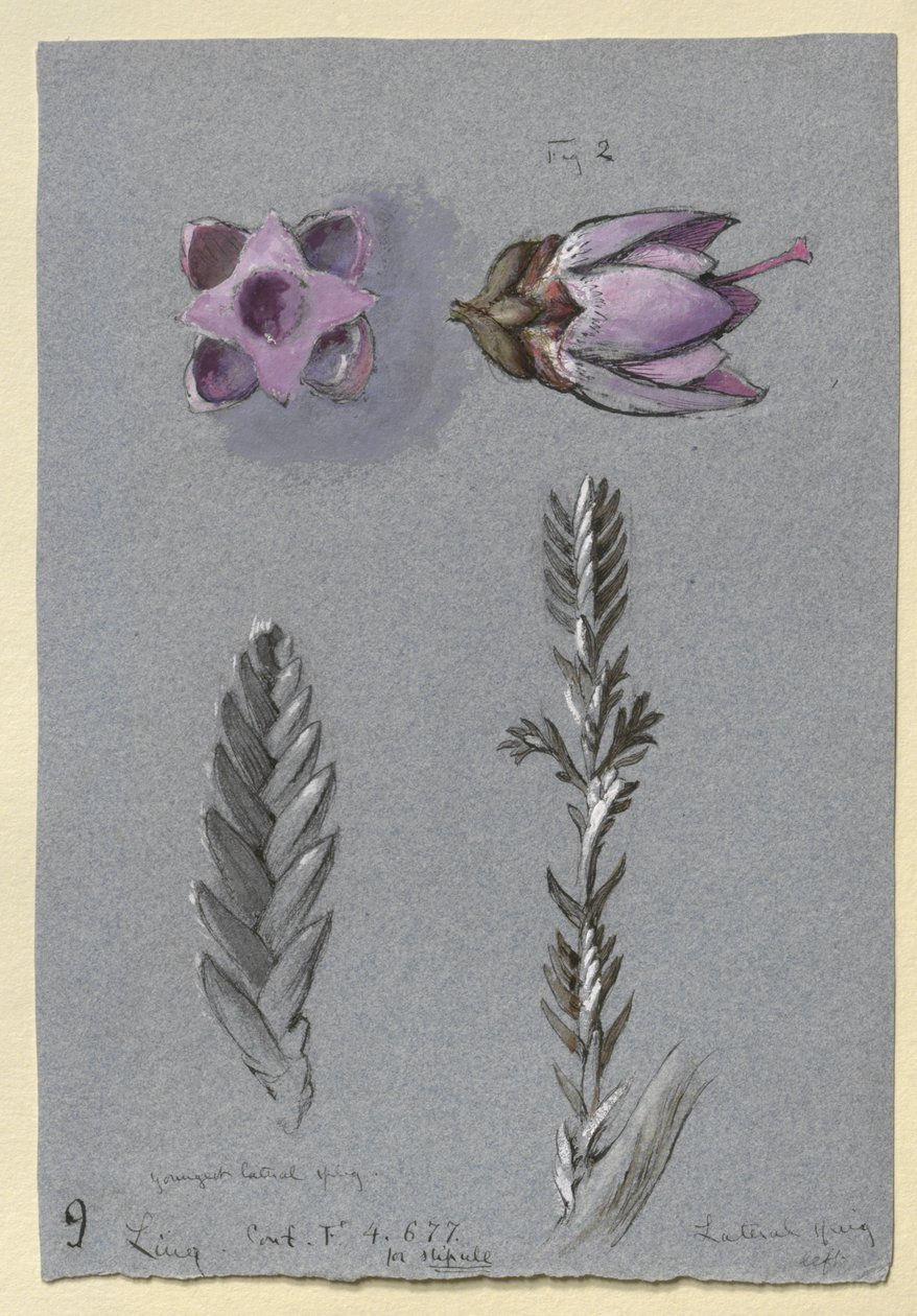 Quatro estudos de Ling, provavelmente em 14 de setembro de 1869 (aquarela, bodycolour e caneta e tinta sobre grafite em papel de tecido azul) de John Ruskin