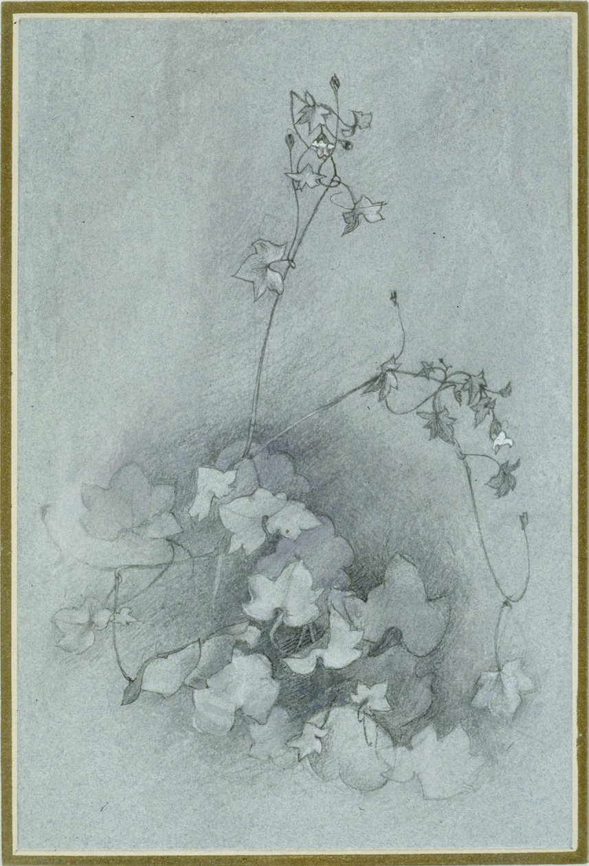 Toadflax Ivy-com folhas (&39;Ivy de Oxford&39;), 1852 (aquarela, bodycolour e caneta e tinta sobre grafite em papel de tecido azul) de John Ruskin