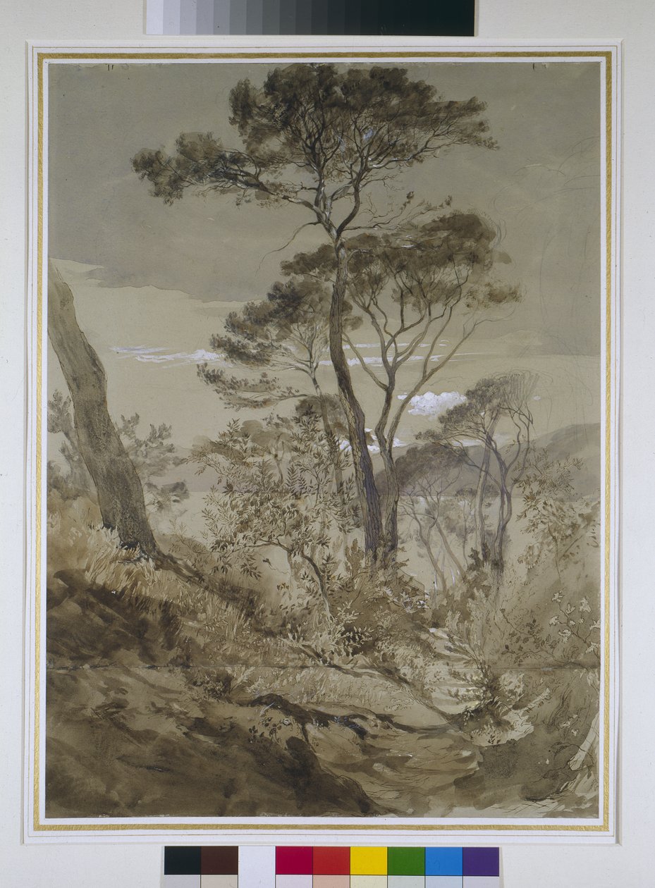 Pinheiros de pedra em Sestri, Golfo de Gênova, 30 de abril de 1845 (lápis com caneta lava und bodycolor branco sobre papel) de John Ruskin
