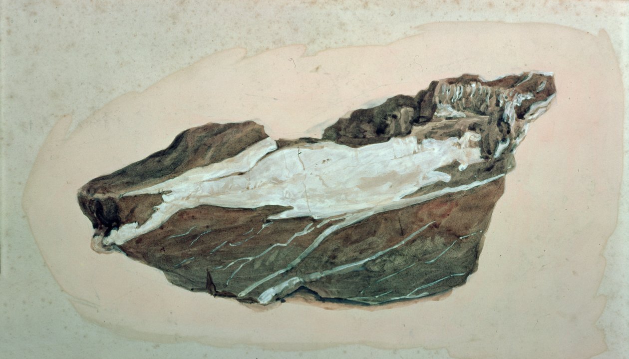 Estudo do Rock com veios de quartzo, século XIX de John Ruskin