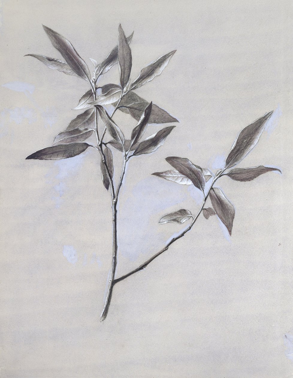 Sob a superfície de um Spray de Azeitona seca, reunido em Verona, após 1878 (aguarela e bodycolour sobre grafite em papel de palha) de John Ruskin