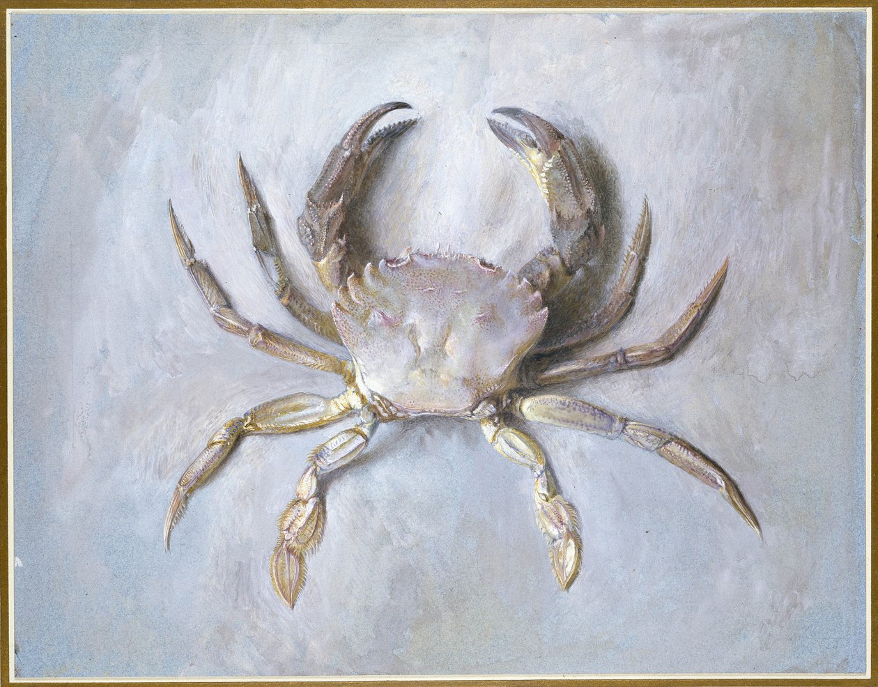 Velvet Crab, 1870-1 (wc sobre lápis sobre papel) de John Ruskin