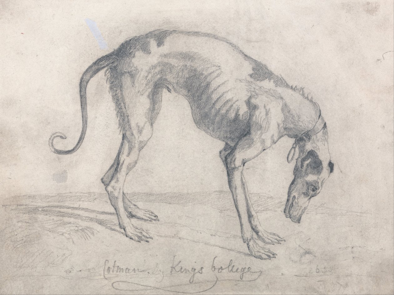 Um galgo faminto de John Sell Cotman