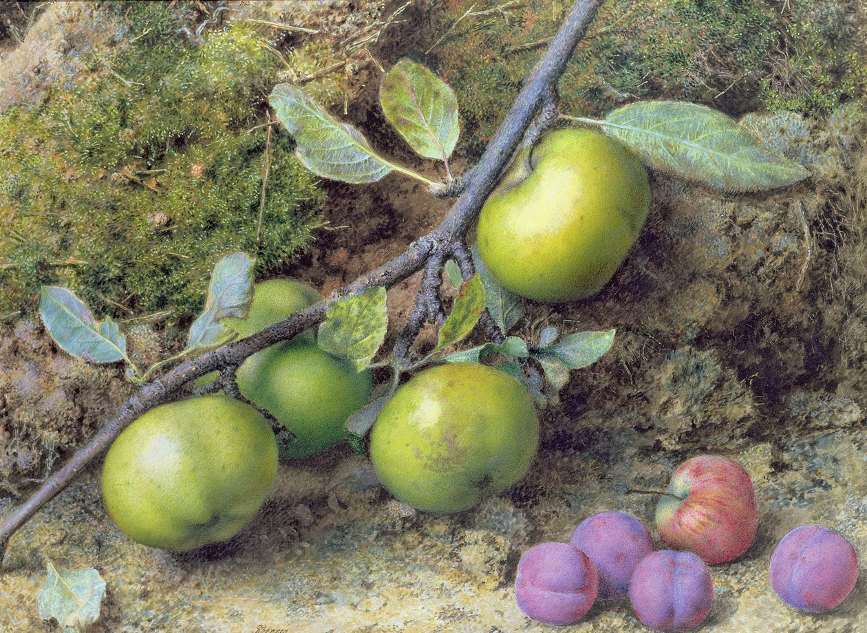 Maçãs e ameixas em um banco Mossy (guache) de John Sherrin