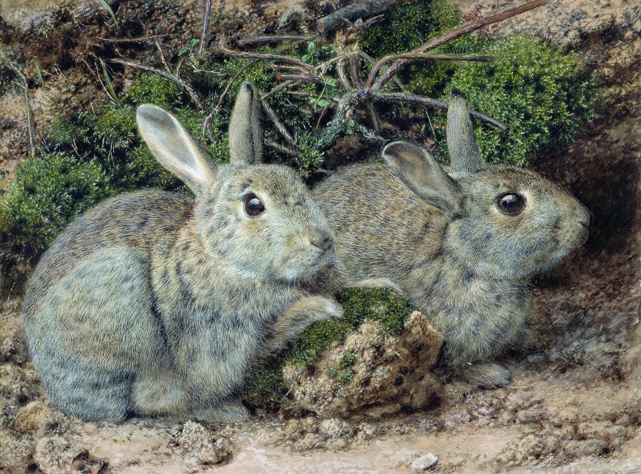 Coelhos de John Sherrin