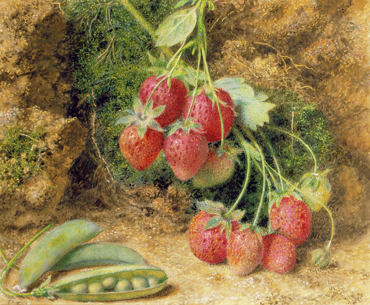 Morangos e ervilhas de John Sherrin