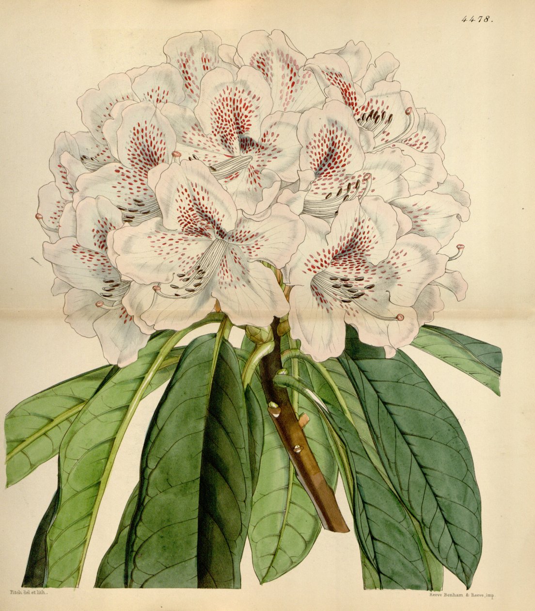 Rododendro × russelianum &39;Clivianum&39; de John Smith 2
