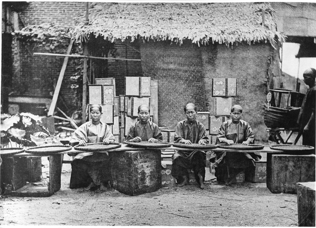 Colheita de chá em Canton, c.1872 de John Thomson