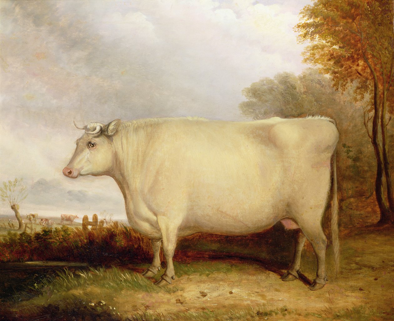 Vaca branca, Short-horned em uma paisagem de John Vine