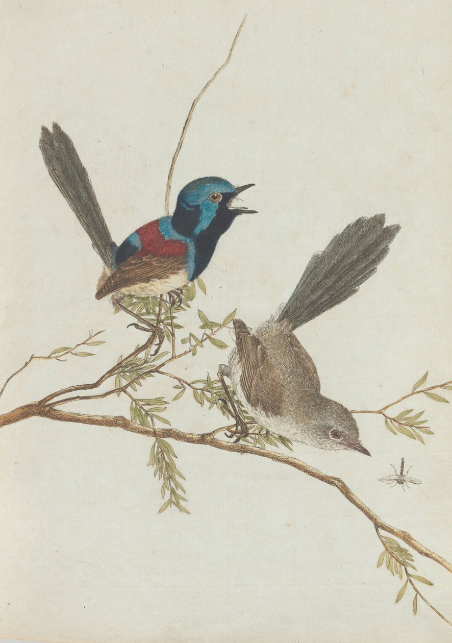 Pássaros de Nova Gales do Sul com sua história natural. Lewin, John. Aves de Nova Gales do Sul com seus ... de John William Lewin