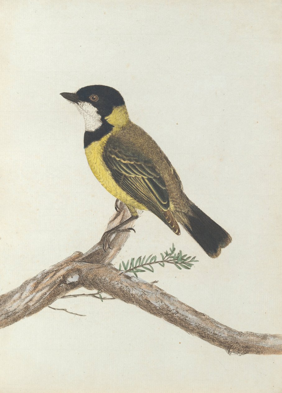 Tordo da coroa negra. Lewin, John. Aves de Nova Gales do Sul com sua história natural. Sydney- G. Howe ... de John William Lewin