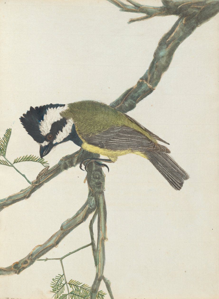 Picanço-de-crista.Lewin, John. Aves de Nova Gales do Sul com sua história natural. Sydney - G. Howe, 18 anos de John William Lewin