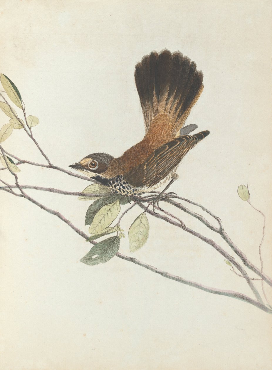 Laranja rumpt flycatcher.Lewin, John. Aves de Nova Gales do Sul com sua história natural. Sydney- G .... de John William Lewin
